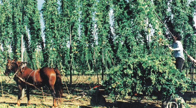 7 –  Itinéraire de la bière